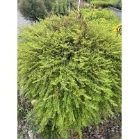 ราคา ต้นหลิวใบ หรือหลิวญี่ปุ่น (17482231185)