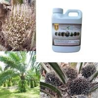 ราคา มีเฮ สูตร5 สำหรับปาล์มน้ำมัน ทะลายเยอะ น้ำหนักมาก ขนาด 1 ลิตร (น้ำหมักชีวภาพ) (6452946340)