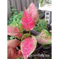 ราคา ต้นอัญมณีแดง (อโกลนีมา) ต้นไม้มงคล ต้นไม้ฟอกอากาศ ไม้ประดับบ้าน (10059193230)
