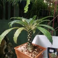 ราคา ต้นมะพร้าวทะเลทราย  "ดอร์ททีเนีย" (Dorstenia) (2814902722)