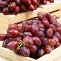 ราคา CityFresh องุ่นแดงไร้เมล็ด Ruby Rush Grape จากประเทศออสเตรเลีย ผลไม้นำเข้า (18876549454)
