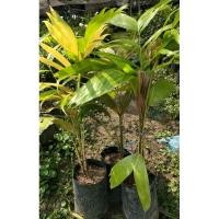 ราคา ต้นสละอินโดสายน้ำผึ้ง (20912195734)