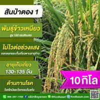 ราคา เมล็ดพันธุ์​ข้าว​ ข้าวเหนียว สันป่าตอง 1 นาปี นาปรัง ไม่ไวแสง ทนโรค ไหม้ ใบแห้ง 10 กก.คูลเกษตร KR22 (26582550089)