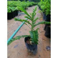 ราคา ต้นเมตตามหานิยม/ต้นมะยมทอง (5947745052)