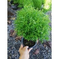 ราคา ต้นเล็บครุฑแคระ กระถาง6 นิ้ว ราคา 45 บาท ส่งทั้งกระถางค่ะ (15919984815)