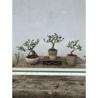 ราคา บอนไซจิ๋ว บอนไซเพรมน่า #ต้นไม้แต่งบ้าน (29488886206)