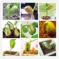 ราคา 20บ.ทั้งร้าน>> 10เม็ด ถั่วแจ็ค magic bean ถั่วพูดได้ (993770644)