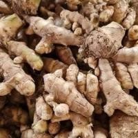 ราคา 2 เหง้า ว่าน พะตะบะ ว่านพะตะบะ พระตะบะ ใช้ปลูกหรือใช้ทำมวลสาร (7393858353)