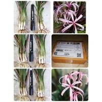 ราคา พลับพลึงแดงแคระ ไม้มงคล จำหน่ายเป็นกอ คละไซส์​ มี 4-5 ต้นค่ะ (2644959059)