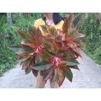 ราคา สยามออโรร่า Aglaonema sp."Siam Aurora" (10603469887)