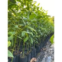 ราคา ต้นกันเกราสูง 70-80 เซนติเมตร (29223589576)