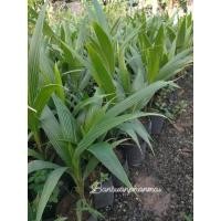 ราคา ต้นมะพร้าวน้ำหอมกะทิ70ซม. (13363991702)