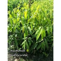 ราคา ต้นอโศกอินเดีย ขนาดต้นสูง 50-60 ซม. (7730467497)