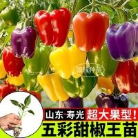 ราคา Shouguang เมล็ดพริกหวานหลากสีเมล็ดผลไม้เมล็ดพริกหวานสีแดงสีเหลืองสีเขียวสีม่วงเมล็ดพริกหวาน Four Seasons กระถางต้นไม้เมล็ดพริกไทยสี่เหลี่ยม 9.11 (42568485312)