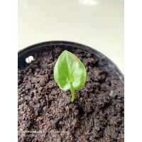 ราคา ❌❌ปิด❌❌ชายชลแท้/บอนสีชายชลไซส์เบบี๋/รากแน่นต้นแข็งส่งต้นจริงในรูปค่ะ (12609557825)