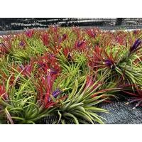 ราคา ทิลแลนเซีย รากอากาศ Tillandsia Ionantha หัวขนาดใหญ่ เกรดส่งออก (28615735137)