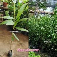 ราคา ต้น​กระถิน​เทพา​ (1​ชุด​ 10 ต้น)​ (10550004601)