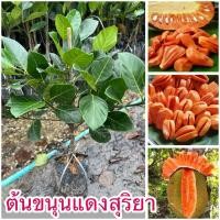 ราคา ต้นขนุนแดงสุริยา ต้นทาบกิ่ง สวยๆพร้อมส่ง (40710773431)