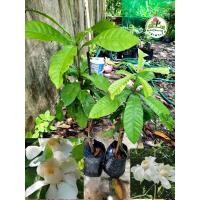 ราคา ต้นบัวสวรรค์ขาว บัวสวรรค์ขาว (23449821176)