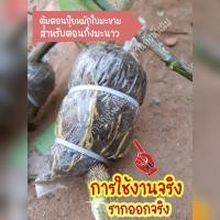 ราคา ตุ้มตอนสำหรับตอนกิ่งมะนาว รากออกจริง (12708860700)