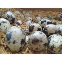 ราคา ไข่นกกระทา ไข่นกกระทาสดจากฟาร์ม (16663697494)