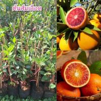 ราคา ต้นส้มเลือด (Moro Blood Orange)เนื้อในสีแดง น้ำส้มแดงเหมือนน้ำเลือด หวานอร่อย หายาก (29125071846)