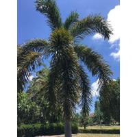 ราคา ปาล์มหางกระรอก/ฟอกซ์เทล ชุดละ3 ต้น สูง 60-70ซม. Foxtail Palm (11307992422)