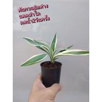 ราคา ต้น​กวนอิม​ด่าง​ต้นไม้​มงคล​ต้นไม้​ฟอก​อากาศ​ (3023915609)