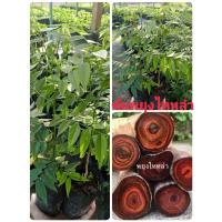 ราคา ต้นพยุงไหหลำเพาะเมล็ด (29077208602)
