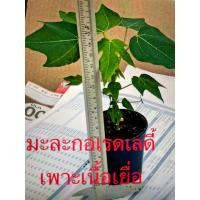 ราคา มะละกอเรดเลดี้ เพาะเนื้อเยื่อ (23240884486)