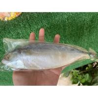 ราคา ปลาทูน้ำ ปลาทูดอกเกลือ เค็มน้อยอร่อยมาก ปลาทูเค็ม ปลาทูมัน (23483092058)