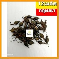 ราคา เมล็ด​พันธุ์​กฤษณา​ 12เมล็ด​ ต้นกฤษณา (19674879595)