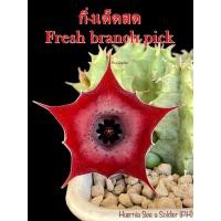 ราคา เก๋งจีน Huernia See a Soldier Pranburi Hybrid *กิ่งเด็ดสด* แคคตัส ไม้อวบน้ำ Cactus and Succulent (23969822301)