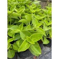 ราคา ต้นหูเสือ เนียนหูเสือ ยอดกินกับลาบ ต้นกล้าสูง 20-30 เซน (26404717398)