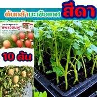 ราคา มะเขือเทศสีดา ต้นกล้า (10 ต้น) มะเขือเทศสัมตำ ต้นอ่อนมะเขือเทศสีดา เบี้ยมะเขือเทศ พันธ์ แพรวชมพู F1 ตราศรแดง (24725787723)