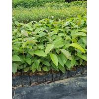 ราคา ต้นยางนาขนาดสูง20-30ซม.แพค5ต้น (5355562759)