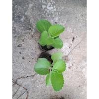 ราคา ต้นหูเสือ(เนียมหูเสือ) ต้นหอมด่วนหลวง ต้นกล้าพร้อมปลูก (29988690796)