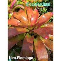 ราคา หน่อสับปะรดสี Neo.Flamingo (23043605679)