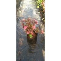 ราคา ต้นฤาษีผสมไม้ มงคลใบสวยงาม (10835922453)