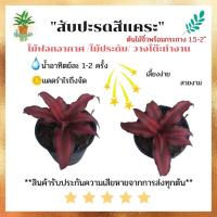 ราคา สับปะรดสีแคระ สีบานเย็น ไม้ประดับ เพื่อความสวยงาม ไม้จัดสวน ต้นไม้จิ๋ว กระถาง 1.5-2 นิ้ว วางบนโต๊ะทำงาน (ขั้นต่ำ 3 ต้น) (10576937762)