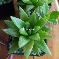 ราคา ฮาโวเทีย(Haworthia)ไม้อวบน้ำ (8282582072)