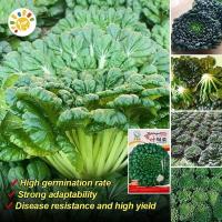 ราคา 450เมล็ด/ซอง เมล็ดพันธุ์ ผักกวางตุ้ง แทตฉ่อย หรือกวางตุ้ง ดอกไม้ไฟ High Yield Tatsoi Seeds Organic Vegetable Seeds (27882678025)