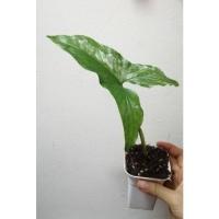 ราคา ต้นเงินไหลมา​ ด่างขาว​ (6693531392)