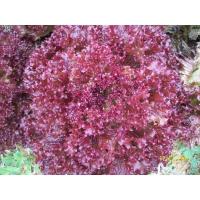 ราคา ต้นกล้าสลัด เรดคอรัล Red Coral ต้นกล้าพร้อมปลูก กล้าละ 10 บาท (8262774159)