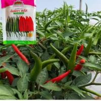 ราคา เมล็ดพริกอัมพวาพลัส ตราตะวันต้นกล้า ขนาด 20 กรัม และขนาด 50 กรัม (28821338949)