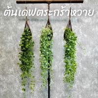 ราคา ต้นเดฟ ในตระกร้าหวาย แขวนประดับ พุ่มขนาดใหญ่ (22649339976)