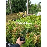 ราคา ต้นคริสติน่าจัดเซ็ต 50 ต้น (40665108231)