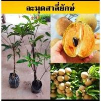 ราคา ละมุดสาลี่ยักษ์ตอนกิ่งสูง 100 ซม.ติดผลเร็ว (18591296412)