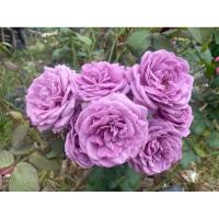 ราคา กุหลาบสีม่วง ดอกหอม ดอกดก สวยมาก (42308372464)