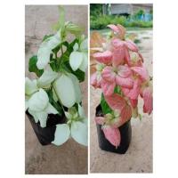 ราคา ต้นดอนญ่า#สีชมพู#สีขาว#สวยนาน ดอกอกตลอดปี สูง 50-60ซ.ม (11760394592)